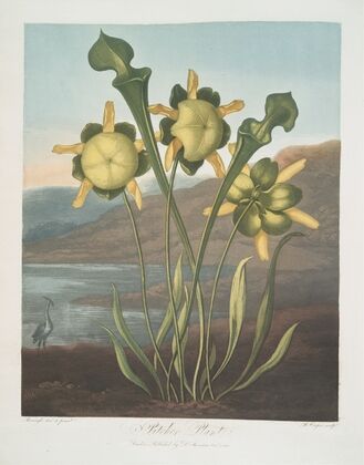 Pitcher Plant