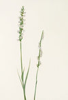 Pitcherplant. (Sarracenia purpurea) (1925)