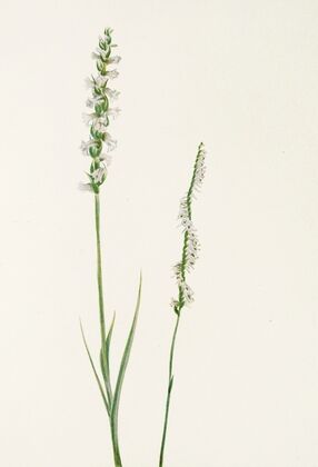 Pitcherplant. (Sarracenia purpurea) (1925)