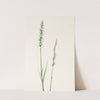 Pitcherplant. (Sarracenia purpurea) (1925) by Mary Vaux Walcott
