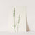 Pitcherplant. (Sarracenia purpurea) (1925) by Mary Vaux Walcott