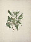 Pittosporum viridiflorum Sims (pittosporum)
