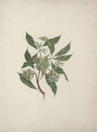 Pittosporum viridiflorum Sims (pittosporum)