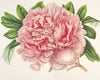 Pivoine Alexandre II
