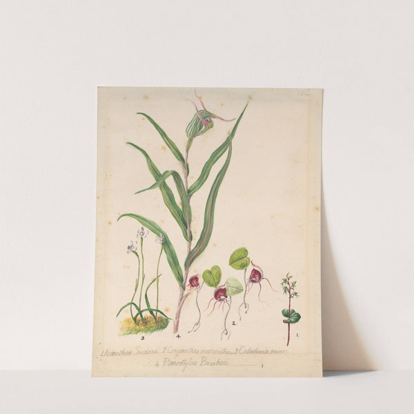 Pixie cap orchid, Acianthus sinclairii; Spider orchid, Corybas macranthus; Caladenia minor; Tutukiwi, Greenhood orchid, Pterostylis banksii by Sarah Featon