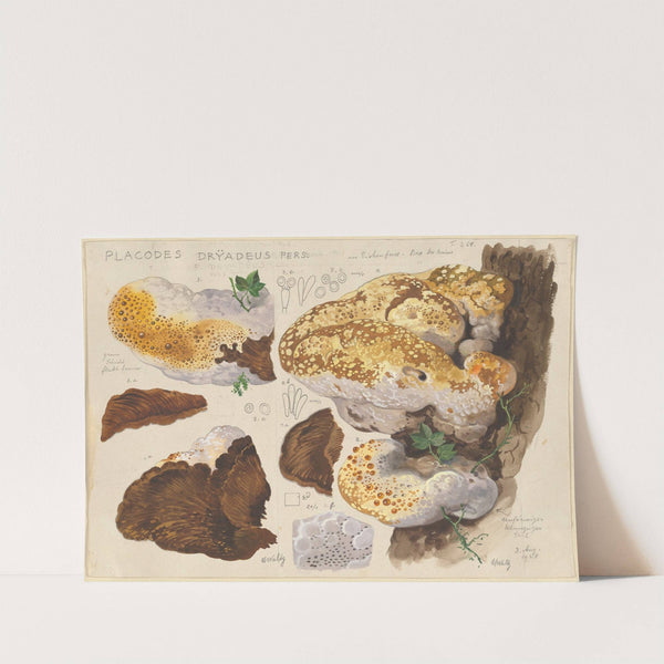 Placodes dryadeus pers. (1915-1945) by Hans Walty