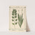 Plant-atlas to &#039;My water-cure&#039; Pl.03 by Sebastian Kneipp