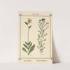 Plant-atlas to &#039;My water-cure&#039; Pl.04 by Sebastian Kneipp
