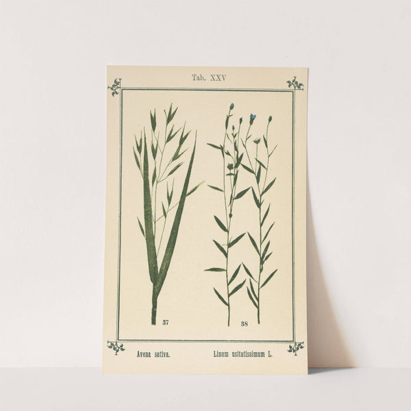 Plant-atlas to 'My water-cure' Pl.05 by Sebastian Kneipp