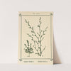 Plant-atlas to 'My water-cure' Pl.06 by Sebastian Kneipp