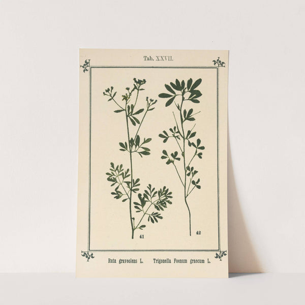 Plant-atlas to 'My water-cure' Pl.07 by Sebastian Kneipp