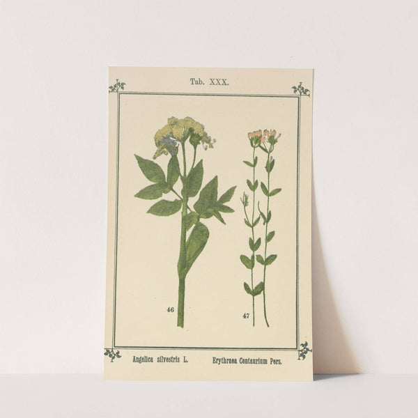 Plant-atlas to 'My water-cure' Pl.10 by Sebastian Kneipp