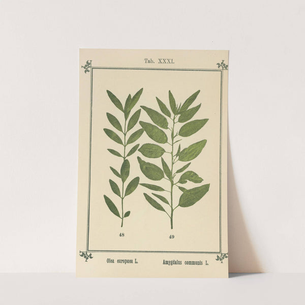 Plant-atlas to 'My water-cure' Pl.11 by Sebastian Kneipp