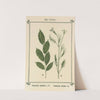 Plant-atlas to 'My water-cure' Pl.13 by Sebastian Kneipp