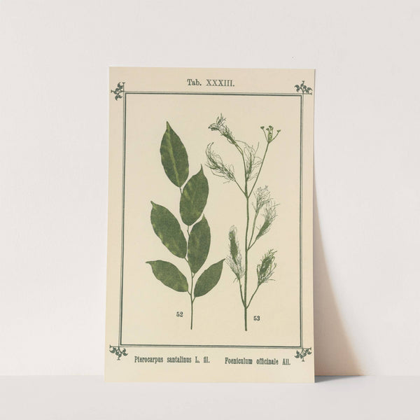 Plant-atlas to 'My water-cure' Pl.13 by Sebastian Kneipp