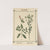 Plant-atlas to 'My water-cure' Pl.16 by Sebastian Kneipp