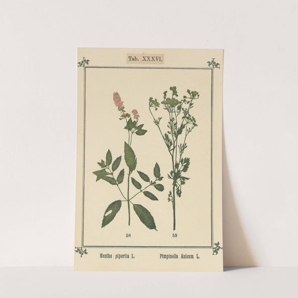 Plant-atlas to 'My water-cure' Pl.16 by Sebastian Kneipp