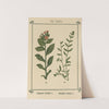Plant-atlas to 'My water-cure' Pl.19 by Sebastian Kneipp