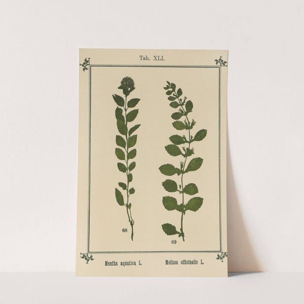 Plant-atlas to &#039;My water-cure&#039; Pl.20 by Sebastian Kneipp