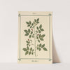 Plant-atlas to 'My water-cure' Pl.21 by Sebastian Kneipp