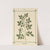 Plant-atlas to 'My water-cure' Pl.21 by Sebastian Kneipp