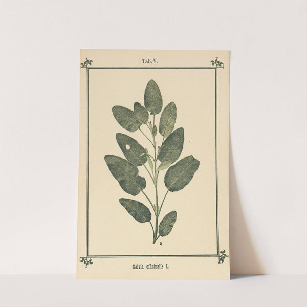 Plant-atlas to &#039;My water-cure&#039; Pl.25 by Sebastian Kneipp