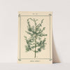 Plant-atlas to 'My water-cure' Pl.29 by Sebastian Kneipp