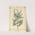 Plant-atlas to 'My water-cure' Pl.29 by Sebastian Kneipp