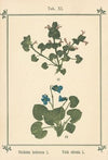Plant-atlas to ‘My water-cure’ Pl.31