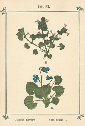 Plant-atlas to ‘My water-cure’ Pl.31