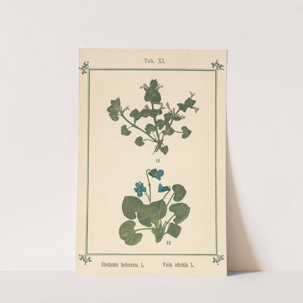 Plant-atlas to &#039;My water-cure&#039; Pl.31 by Sebastian Kneipp