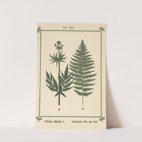 Plant-atlas to &#039;My water-cure&#039; Pl.33 by Sebastian Kneipp