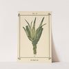 Plant-atlas to 'My water-cure' Pl.34 by Sebastian Kneipp