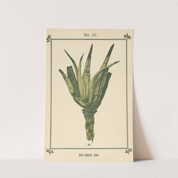 Plant-atlas to 'My water-cure' Pl.34 by Sebastian Kneipp