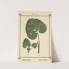Plant-atlas to &#039;My water-cure&#039; Pl.35 by Sebastian Kneipp
