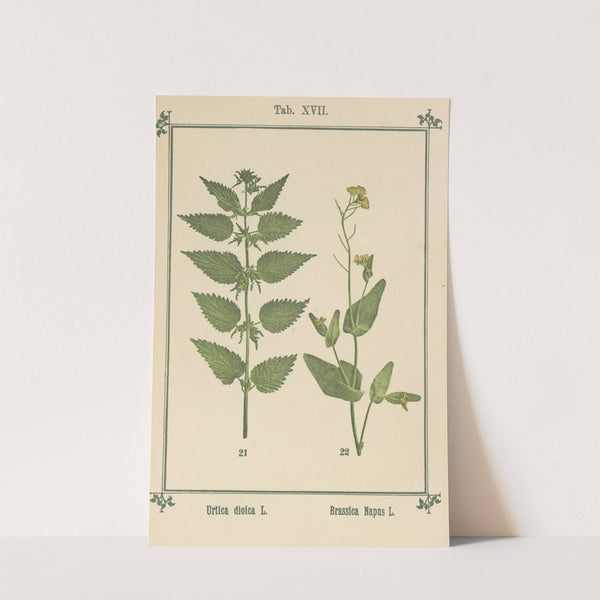 Plant-atlas to &#039;My water-cure&#039; Pl.36 by Sebastian Kneipp