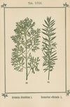 Plant-atlas to ‘My water-cure’ Pl.37