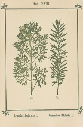 Plant-atlas to ‘My water-cure’ Pl.37