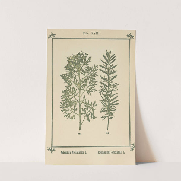 Plant-atlas to &#039;My water-cure&#039; Pl.37 by Sebastian Kneipp