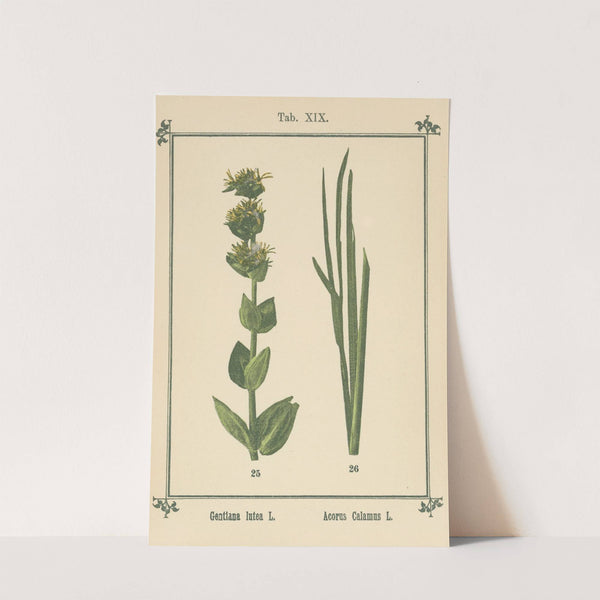 Plant-atlas to &#039;My water-cure&#039; Pl.38 by Sebastian Kneipp