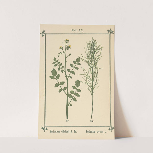 Plant-atlas to 'My water-cure' Pl.39 by Sebastian Kneipp