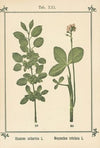 Plant-atlas to ‘My water-cure’ Pl.40