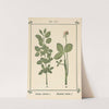 Plant-atlas to &#039;My water-cure&#039; Pl.40 by Sebastian Kneipp