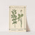 Plant-atlas to &#039;My water-cure&#039; Pl.40 by Sebastian Kneipp