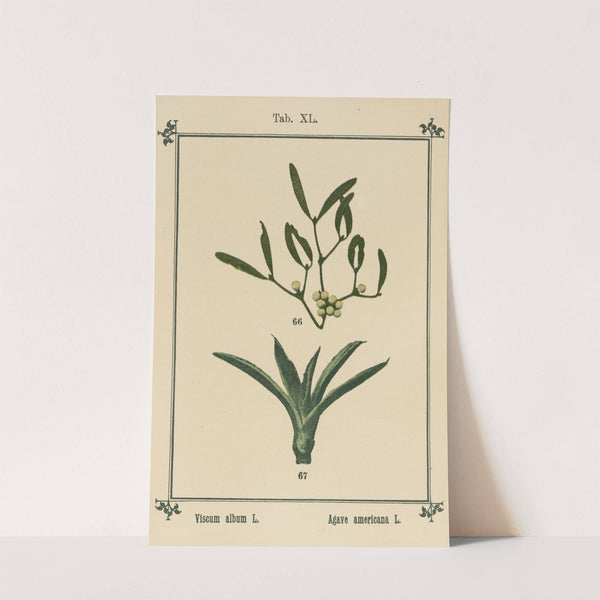 Plant-atlas to &#039;My water-cure&#039; Pl.41 by Sebastian Kneipp