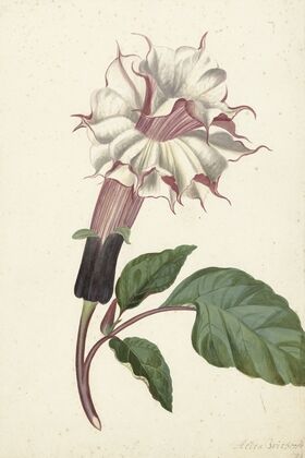 Plant Datura Fastuosa Lin.