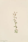 Rocky Mountain Twayblade (Ophrys necrophylla) (1919)