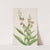 Plant Study (1929) by Mary Vaux Walcott