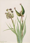 Plant Study (1939)