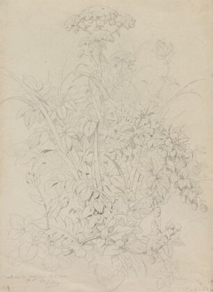 Plant Study (1857)